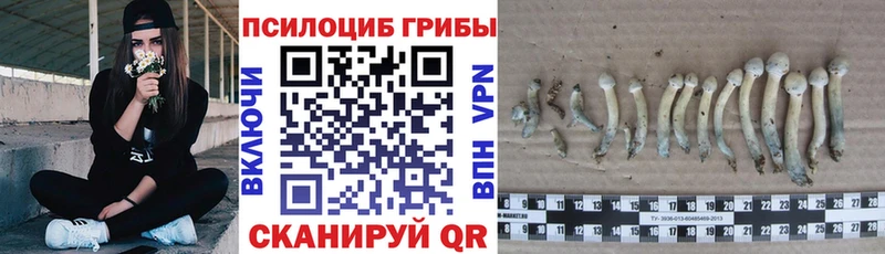 цены Пугачёв Псилоцибиновые грибы Cubensis